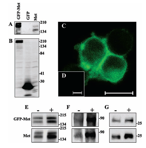 InVivoDirectMolecularImagingofEarlyTumorigenesis andMalignantProgressionInducedbyTransgenic ExpressionofGFP–Met.png