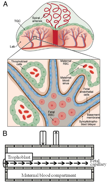 Major mouse placental compartments revealed bydiffusion-weighted MRI.png